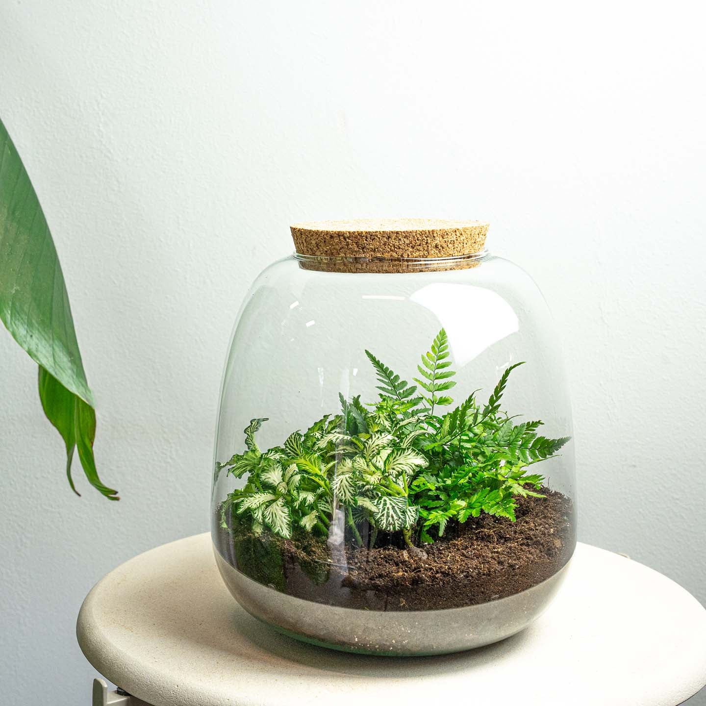 Terrarium Diy Kit - Emma Mini - Diy Kit - ↑ 20 Cm - Ø 19 Cm