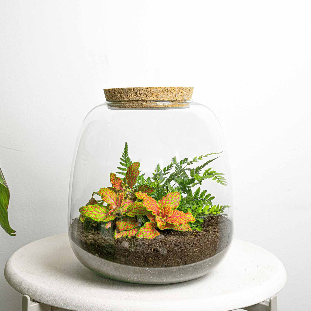 Terrarium Diy Kit - Emma Mini - Diy Kit - ↑ 20 Cm - Ø 19 Cm