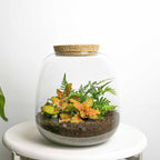 Terrarium Diy Kit - Emma Mini - Diy Kit - ↑ 20 Cm - Ø 19 Cm