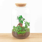 Terrarium Diy Kit - Sven Hedera Bonsai - Bottle Garden - ↑ 43 Cm