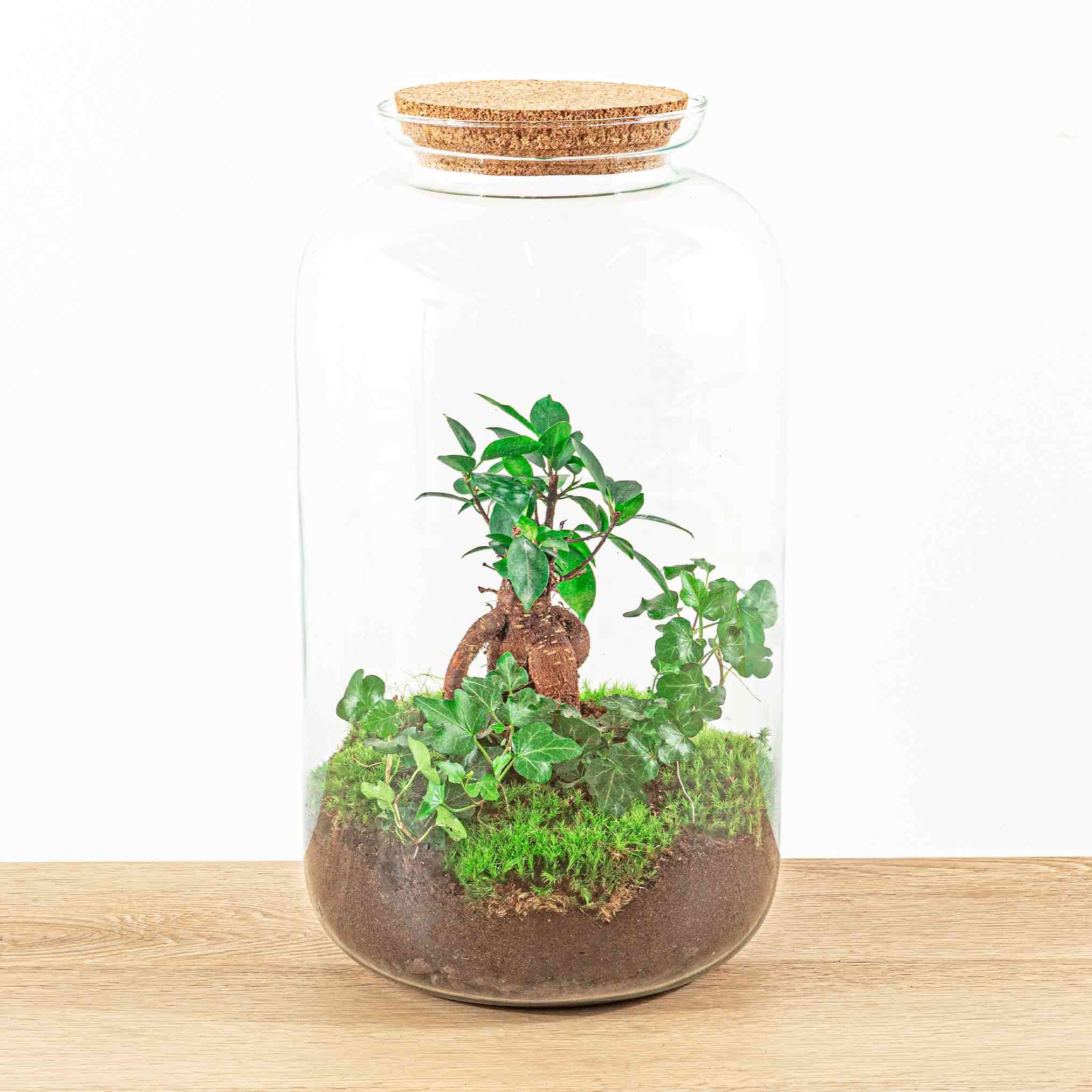 Terrarium Diy Kit - Sven Hedera Bonsai - Bottle Garden - ↑ 43 Cm