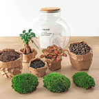 Terrarium Diy Kit - Teddy Bonsai - Bottle Garden - ↑ 26,5 Cm