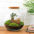 Terrarium Diy Kit - Teddy Bonsai - Bottle Garden - ↑ 26,5 Cm