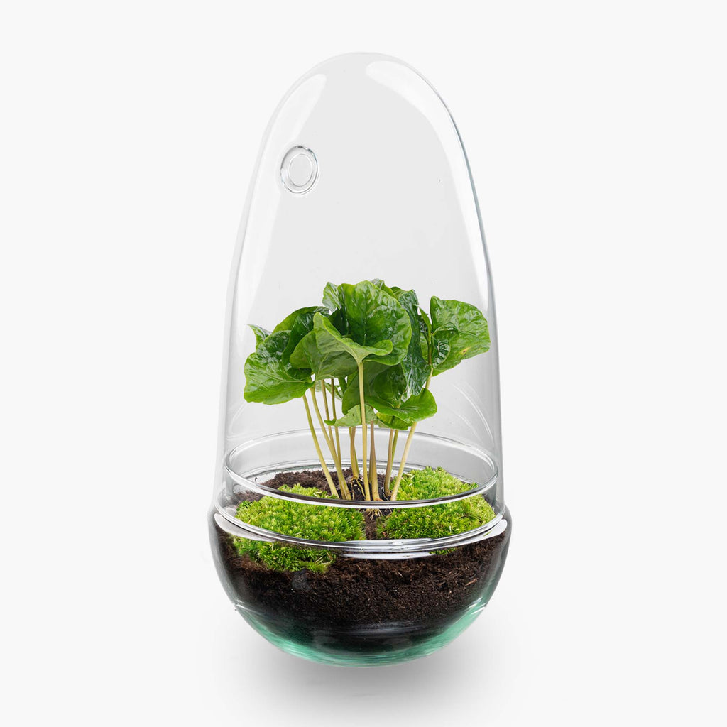 Terrarium Diy Kit - Bottle Garden - ↑ 25 Cm