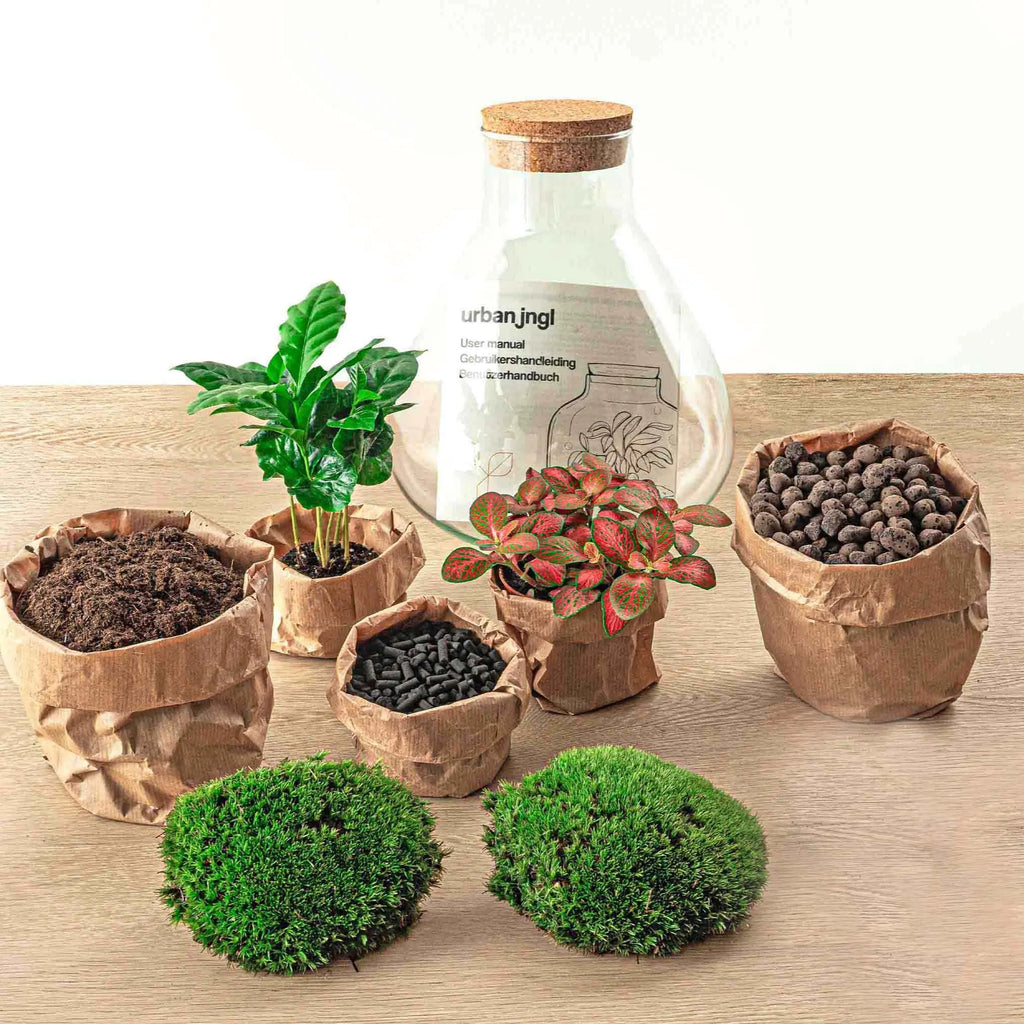 Terrarium Diy Kit - Sammie Coffea - Bottle Garden - ↑ 27 Cm