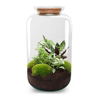 Terrarium Diy Kit - Botanical Sven Xl + Light - Bottle Garden - ↑ 43 Cm