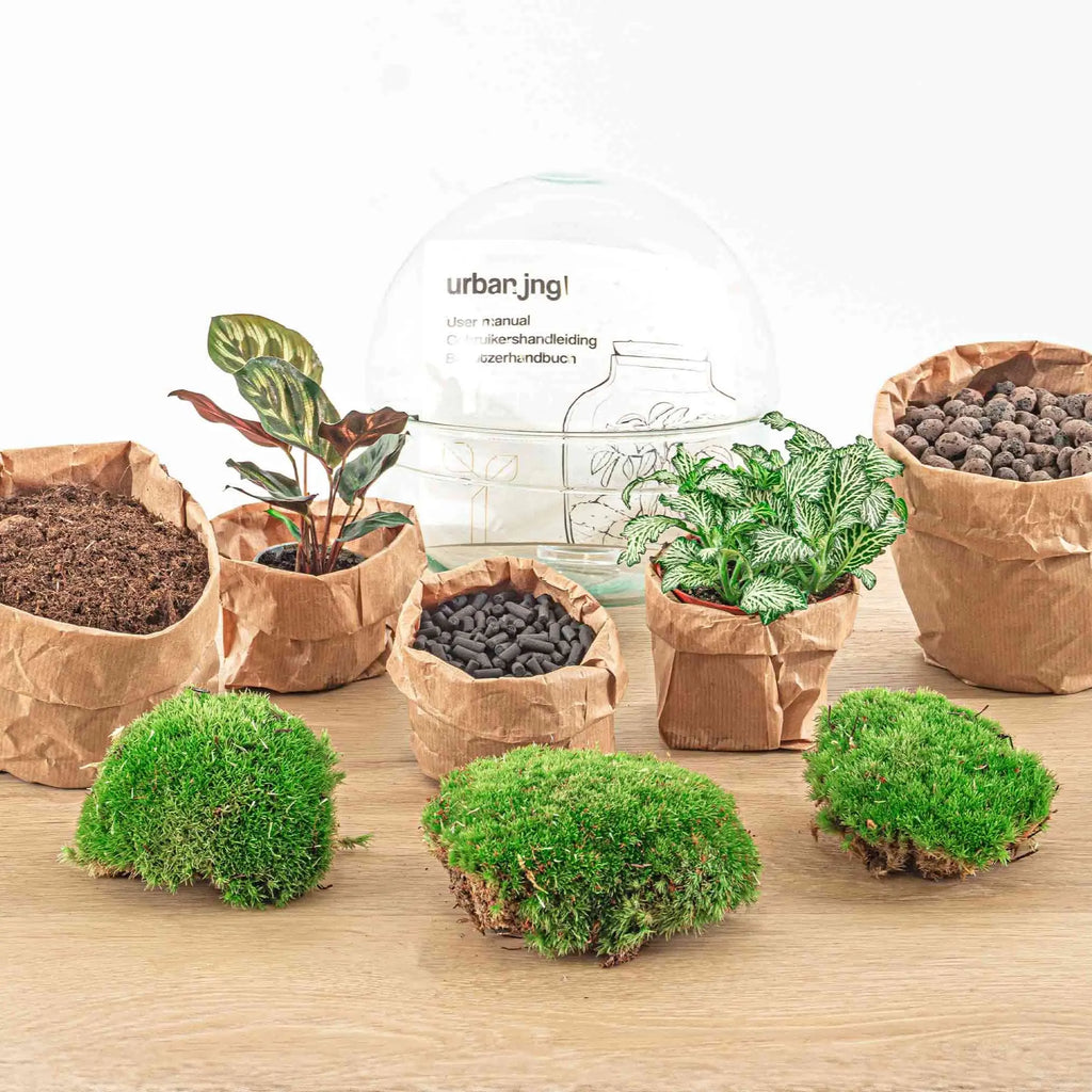 Terrarium Diy Kit - Dome - Bottle Garden - ↑ 20 Cm