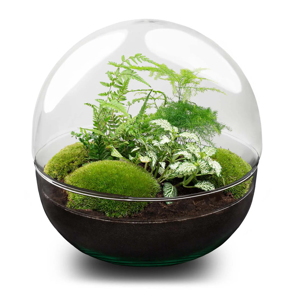Terrarium Diy Kit - Dome Xl - Bottle Garden - ↑ 28 Cm