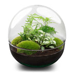 Terrarium Diy Kit - Dome Xl - Bottle Garden - ↑ 28 Cm