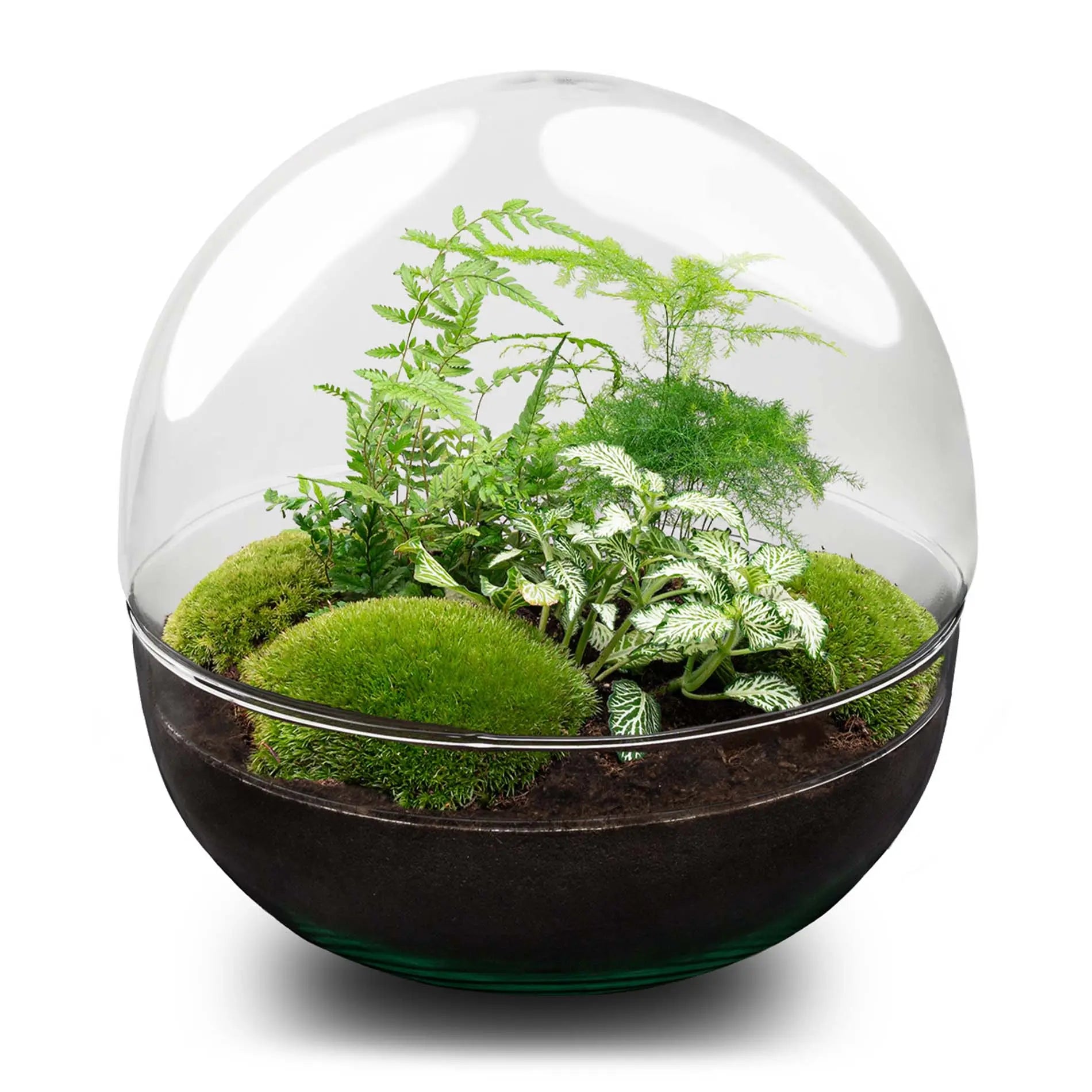 Terrarium Diy Kit - Dome Xl - Bottle Garden - ↑ 28 Cm