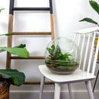 Terrarium Diy Kit - Dome Xl - Bottle Garden - ↑ 28 Cm