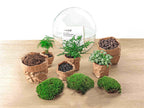 Terrarium Diy Kit - Dome Xl - Bottle Garden - ↑ 28 Cm
