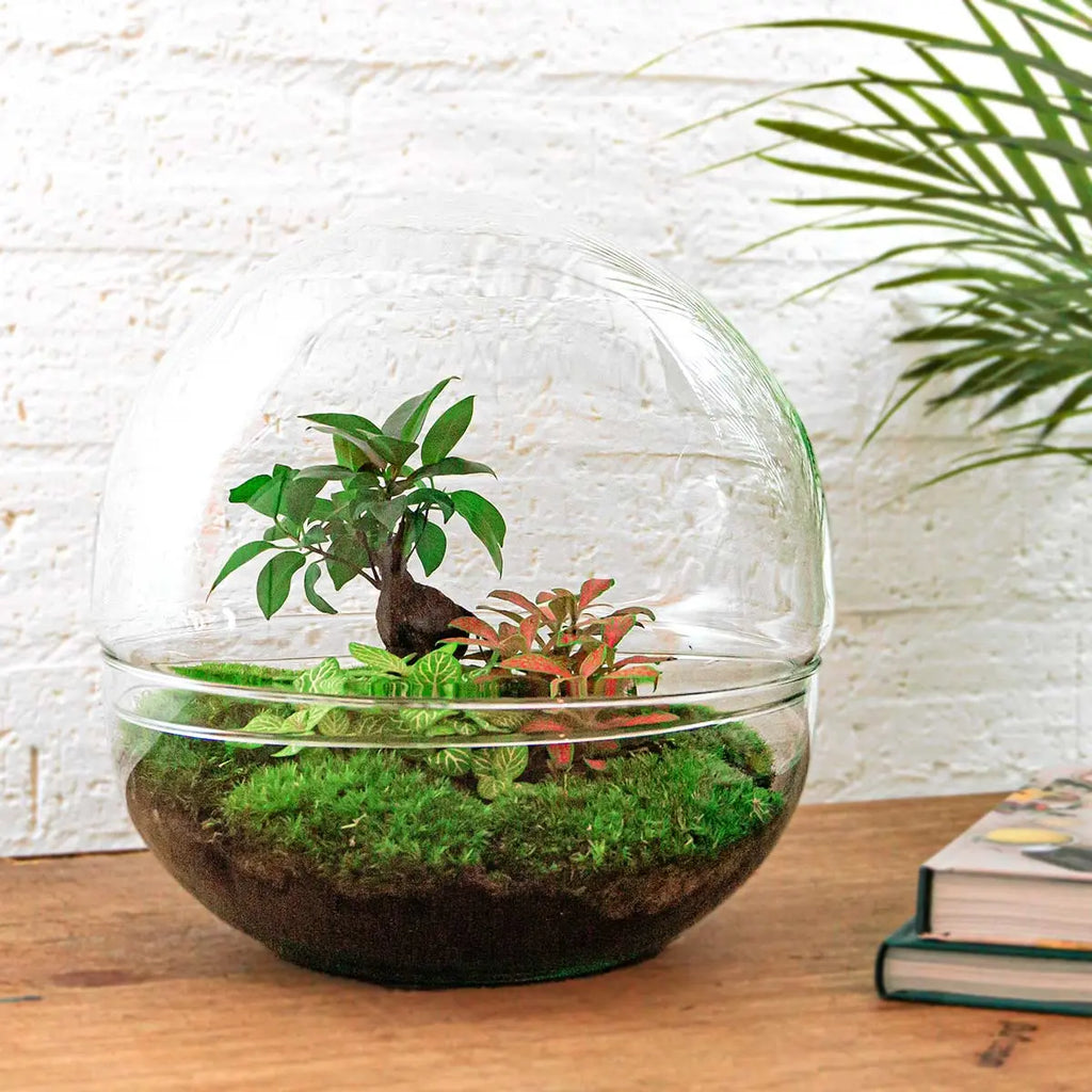 Terrarium Diy Kit - Dome Xl Ficus Ginseng Bonsai - Bottle Garden - ↑ 28 Cm