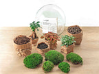 Terrarium Diy Kit - Dome Xl Ficus Ginseng Bonsai - Bottle Garden - ↑ 28 Cm