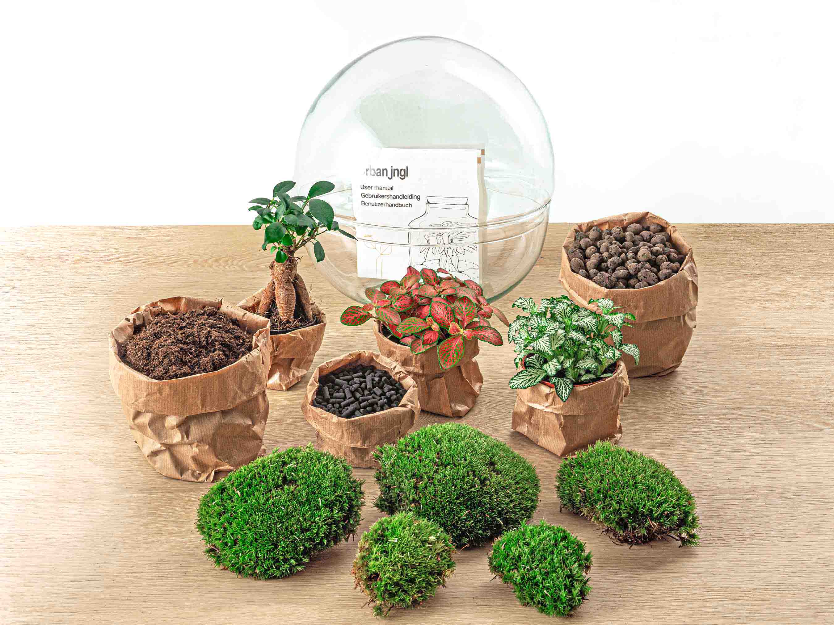 Terrarium Diy Kit - Dome Xl Ficus Ginseng Bonsai - Bottle Garden - ↑ 28 Cm