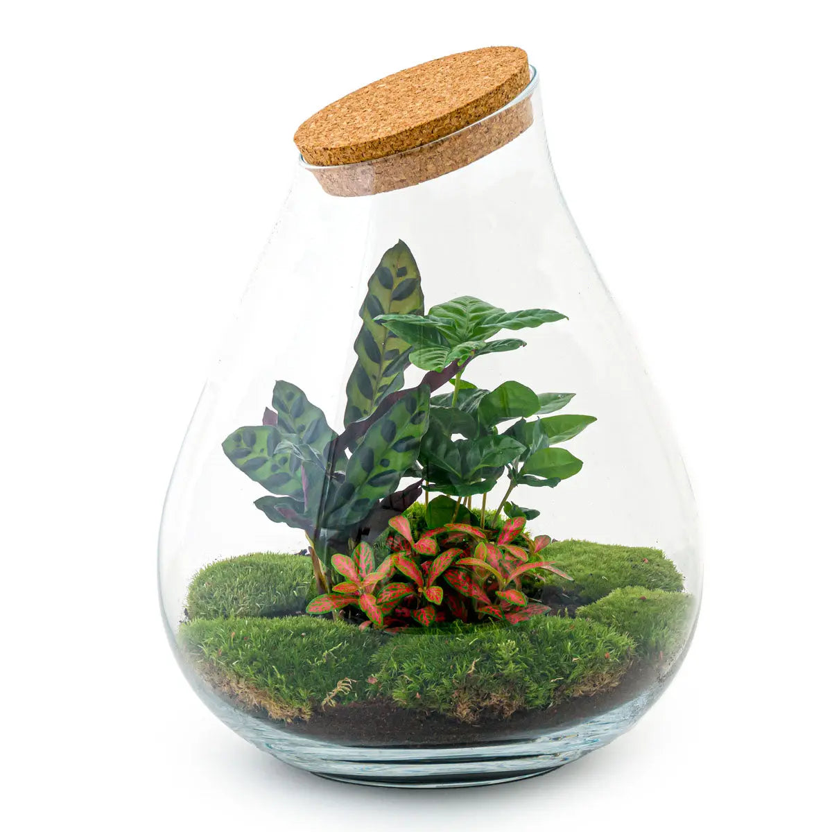 Terrarium Diy Kit - Drop Xxl Red - Bottle Garden - ↑ 43 Cm
