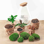 Terrarium Diy Kit - Drop Xxl Red - Bottle Garden - ↑ 43 Cm