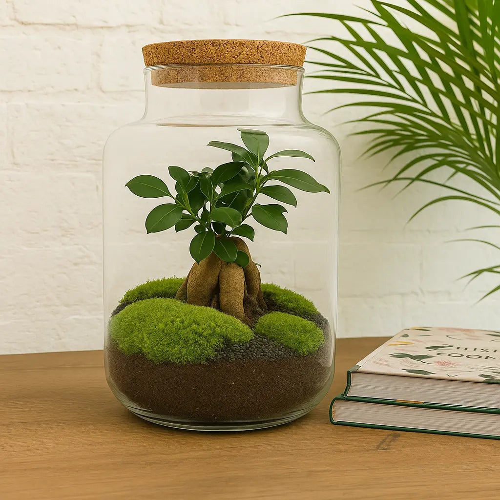 Kit terrarium avec plantes à faire soi-même – Milky avec Bonsaï – Hauteur 30 cm
