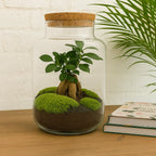 Kit terrarium avec plantes à faire soi-même – Milky avec Bonsaï – Hauteur 30 cm
