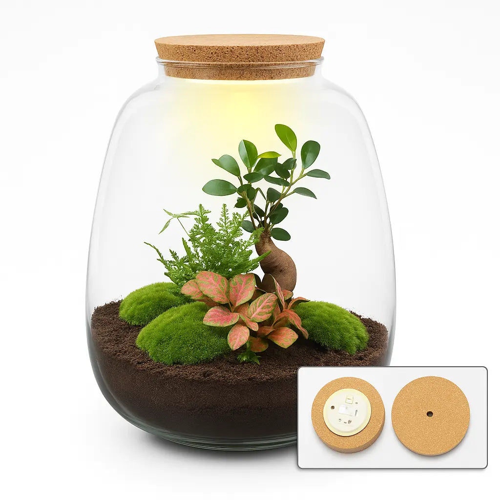 Kit terrarium avec plantes à faire soi-même – Emma II avec éclairage LED – Hauteur 25 cm