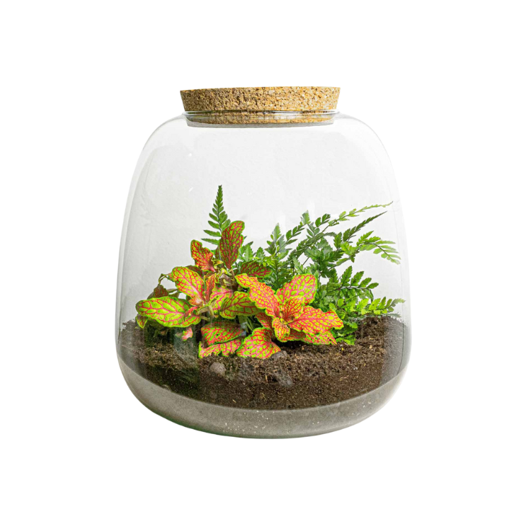 Kit terrarium avec plantes à faire soi-même – Emma Mini – Hauteur 20 cm