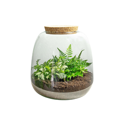 Kit terrarium avec plantes à faire soi-même – Emma Mini – Hauteur 20 cm