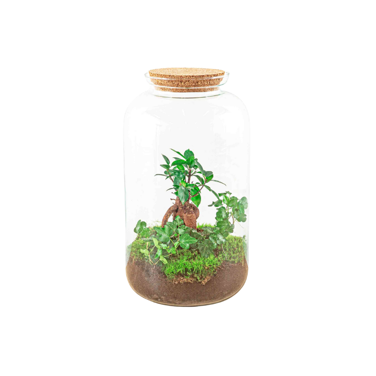 Kit terrarium avec plantes à faire soi-même – Bonsaï Sven – Hedera – Hauteur 43 cm