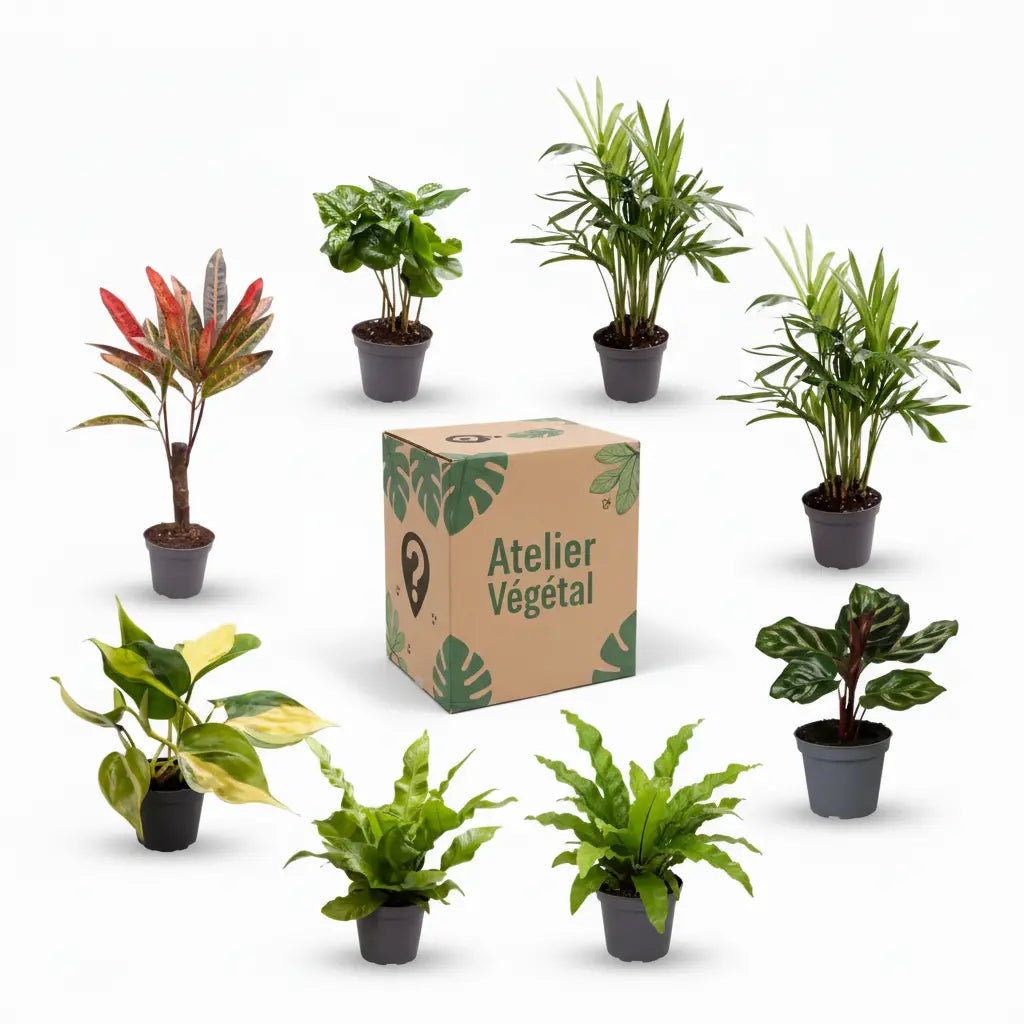 Box Surprise - Lot de 6 petites plantes
