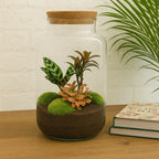 Kit terrarium avec plantes à faire soi-même – Sven XL Palm avec éclairage LED – Hauteur 43 cm